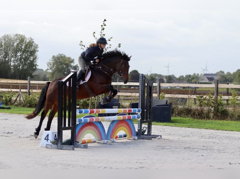Connemara Mare 5 years 14,1 hh Brown in Bogaarden