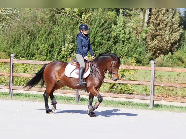 Connemara Mare 5 years 14,1 hh Brown in Bogaarden