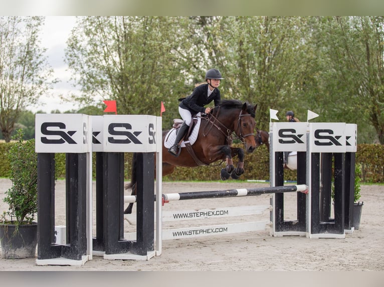 Connemara Mare 5 years 14,1 hh Brown in Bogaarden