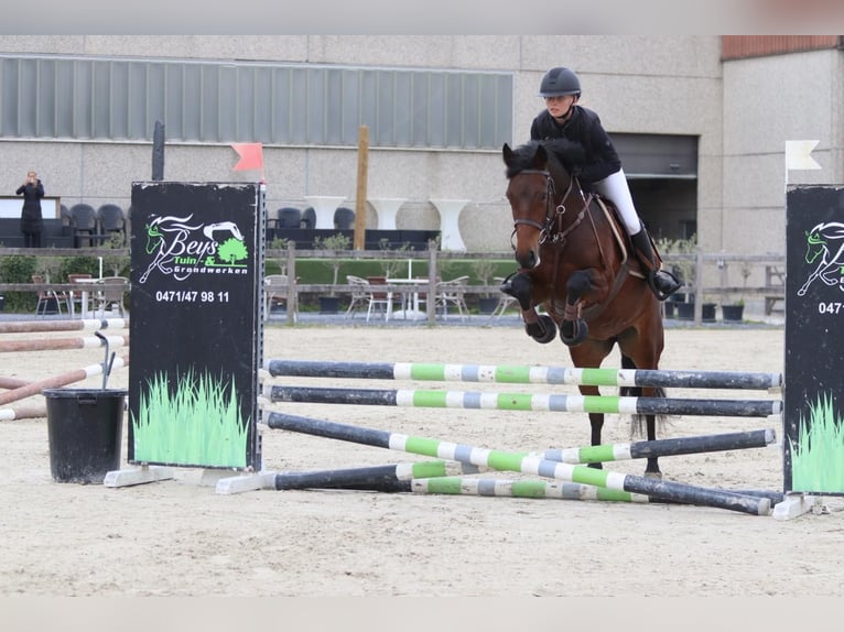 Connemara Mare 5 years 14,1 hh Brown in Bogaarden