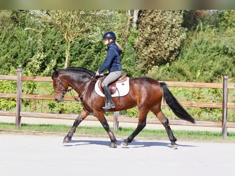 Connemara Mare 5 years 14,1 hh Brown in Bogaarden