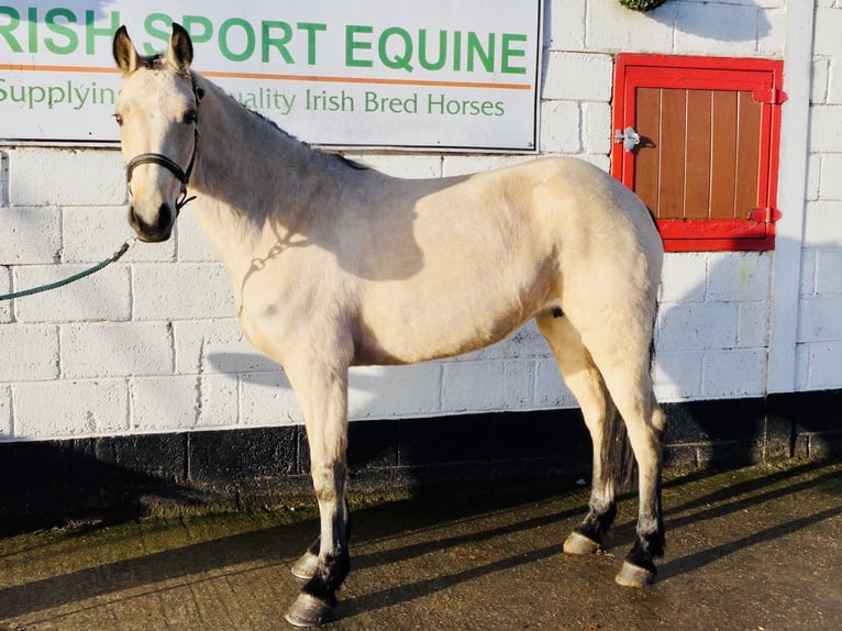 Connemara Mare 5 years 14,1 hh Dun in Mountrath