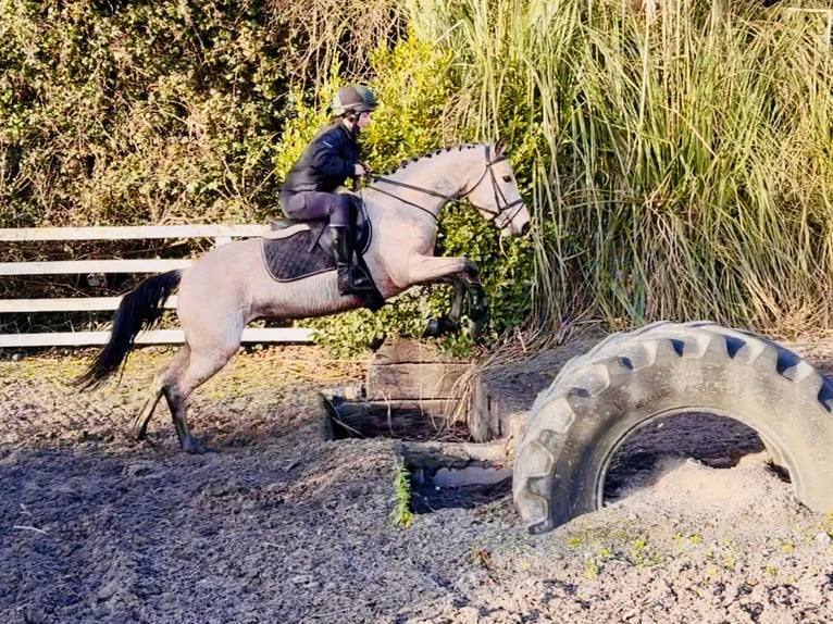 Connemara Mare 5 years 14,1 hh Dun in Mountrath