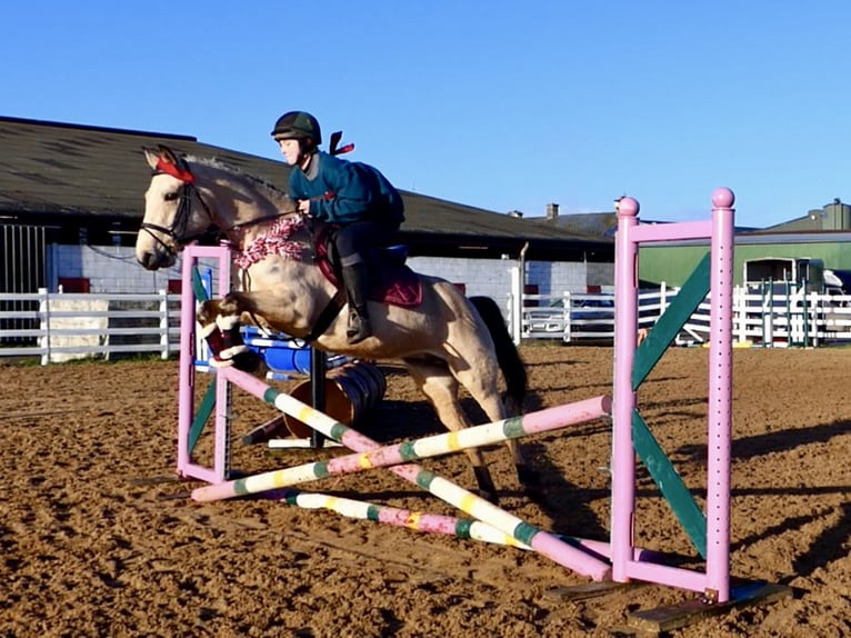 Connemara Mare 5 years 14,1 hh Dun in Mountrath