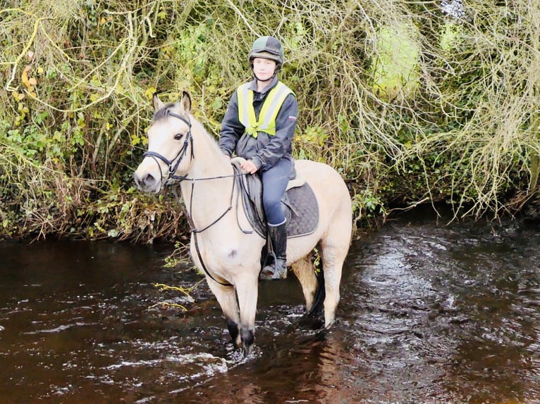 Connemara Mare 5 years 14,1 hh Dun in Mountrath
