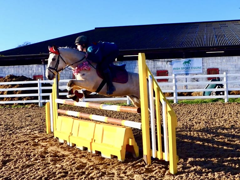 Connemara Mare 5 years 14,1 hh Dun in Mountrath