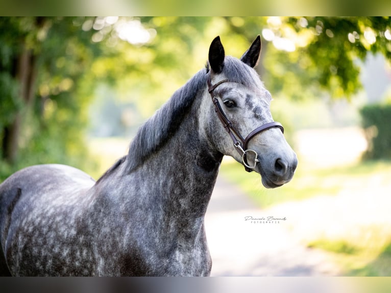 Connemara Mare 5 years 14,1 hh Gray-Blue-Tan in Nijverdal