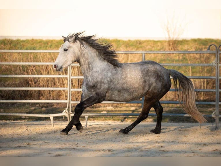 Connemara Mare 5 years 14,1 hh Gray-Dapple in M&#xFC;nstermaifeld