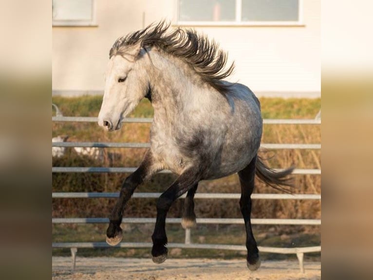 Connemara Mare 5 years 14,1 hh Gray-Dapple in M&#xFC;nstermaifeld