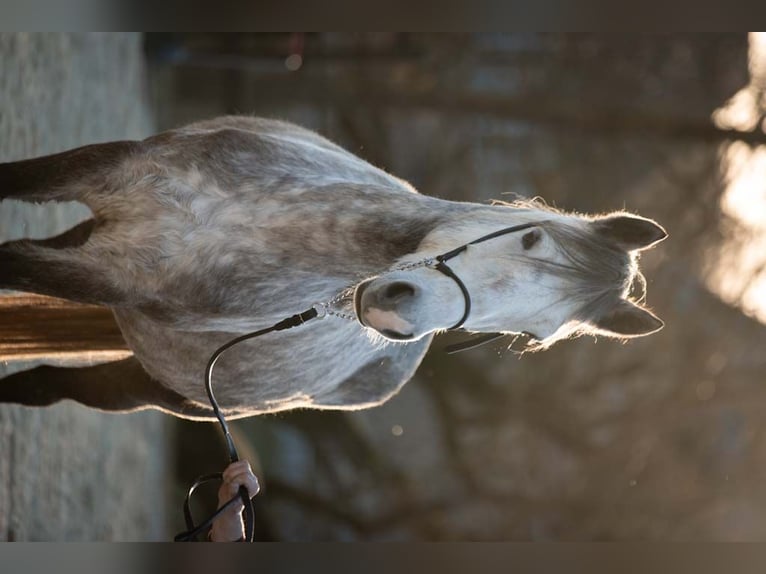Connemara Mare 5 years 14,1 hh Gray-Dapple in M&#xFC;nstermaifeld