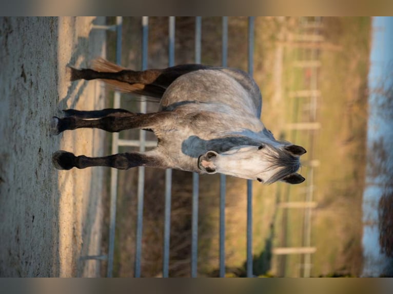 Connemara Mare 5 years 14,1 hh Gray-Dapple in M&#xFC;nstermaifeld