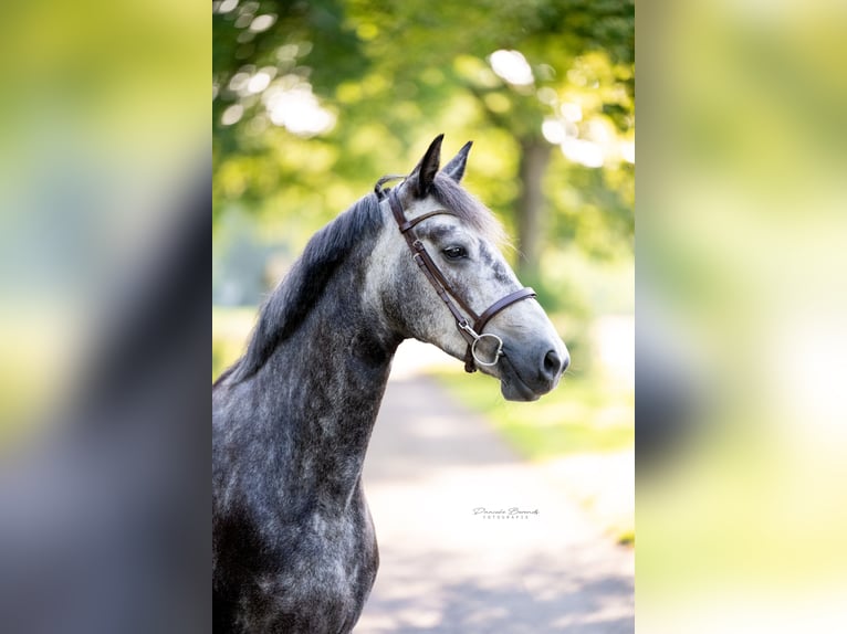 Connemara Mare 5 years 14,1 hh Grey-Blue-Tan in Nijverdal