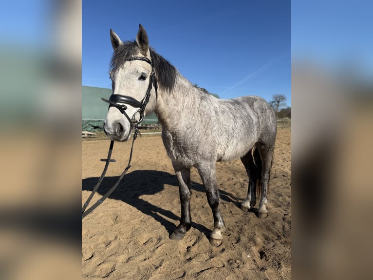 Connemara Mare 5 years 14,1 hh Grey-Dapple in Trebbin