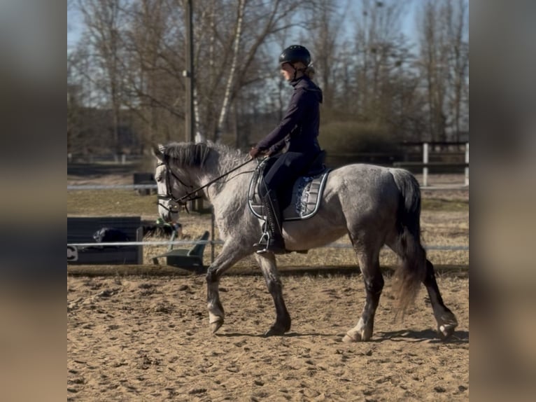 Connemara Mare 5 years 14,1 hh Grey-Dapple in Trebbin