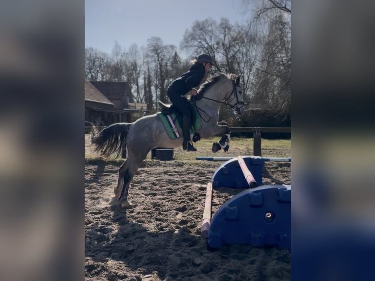 Connemara Mare 5 years 14,1 hh Grey-Dapple in Trebbin