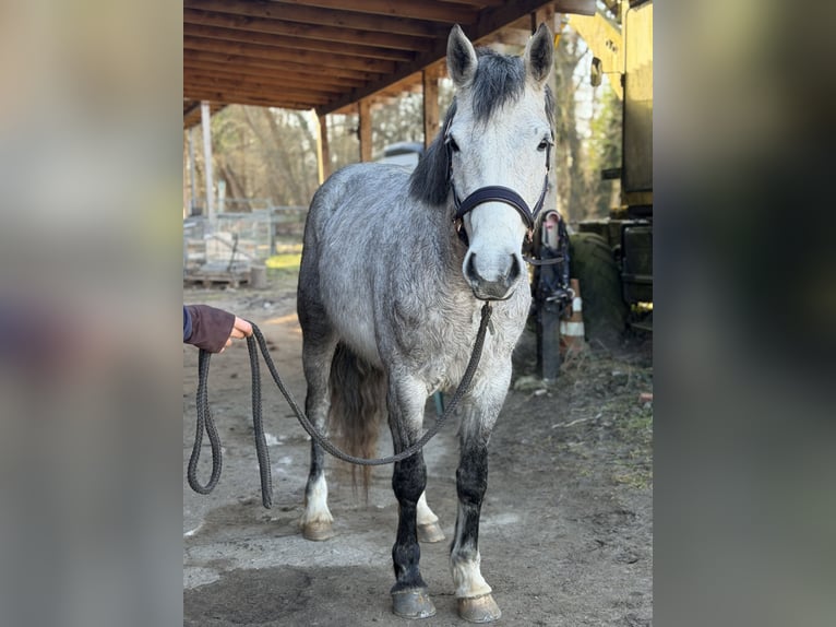 Connemara Mare 5 years 14,1 hh Grey-Dapple in Trebbin