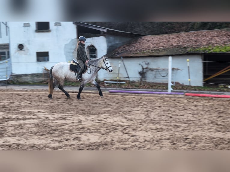 Connemara Mare 5 years 14,1 hh Grey-Dapple in Morsbach