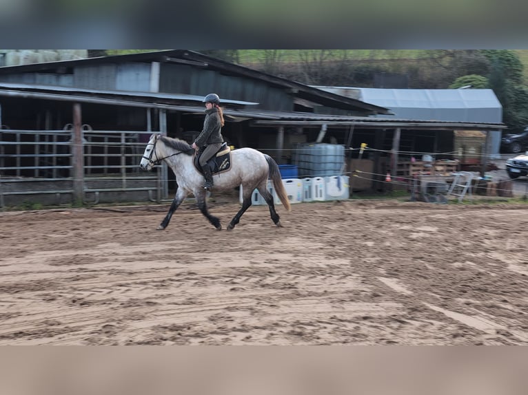 Connemara Mare 5 years 14,1 hh Grey-Dapple in Morsbach