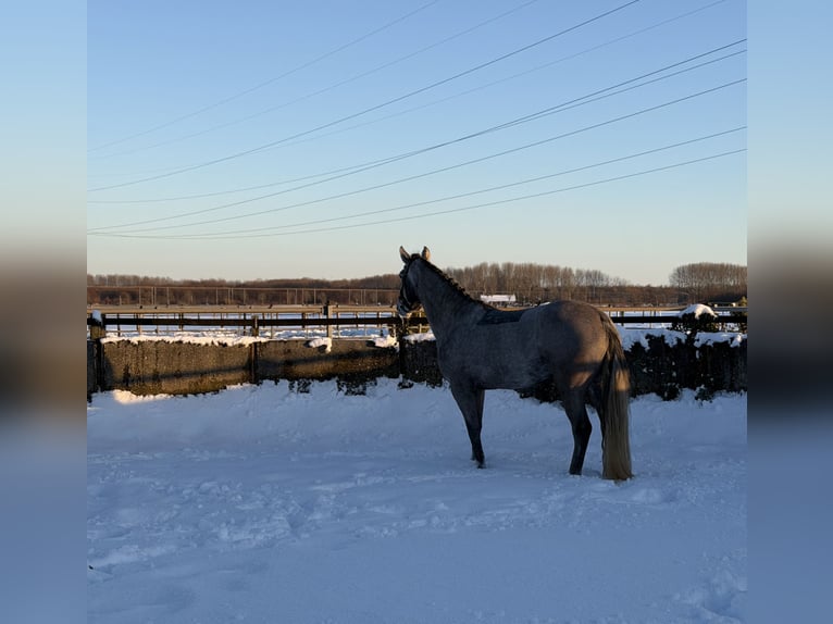 Connemara Mare 5 years 14,1 hh Grey in Utrecht