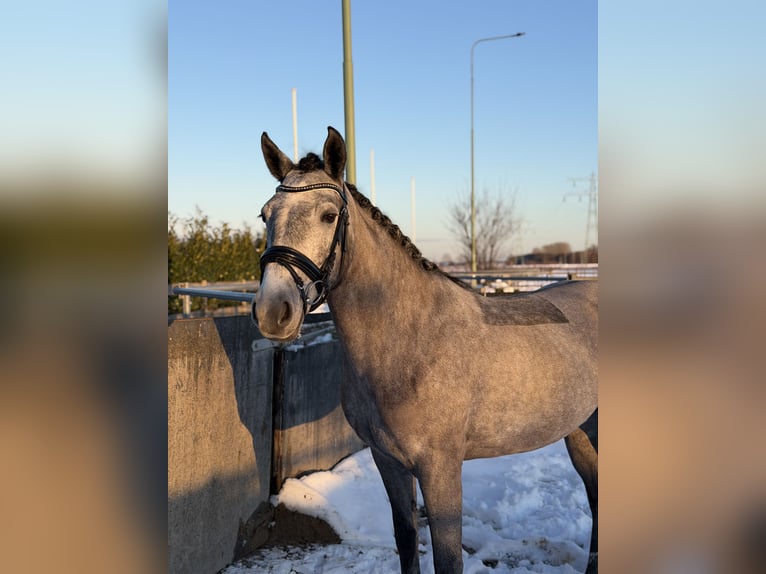 Connemara Mare 5 years 14,1 hh Grey in Utrecht