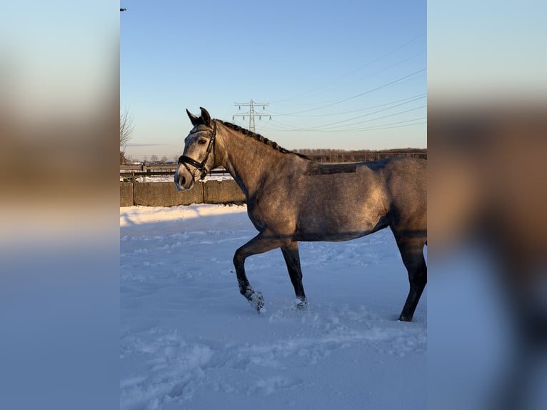 Connemara Mare 5 years 14,1 hh Grey in Utrecht