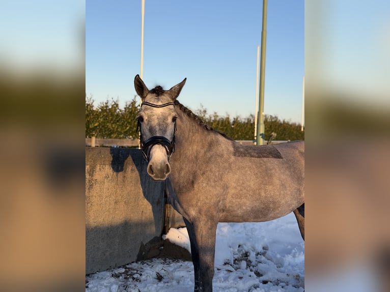 Connemara Mare 5 years 14,1 hh Grey in Utrecht