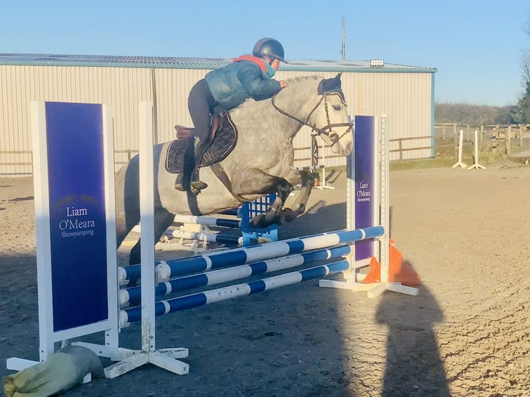 Connemara Mare 5 years 14,1 hh Grey in Mountrath