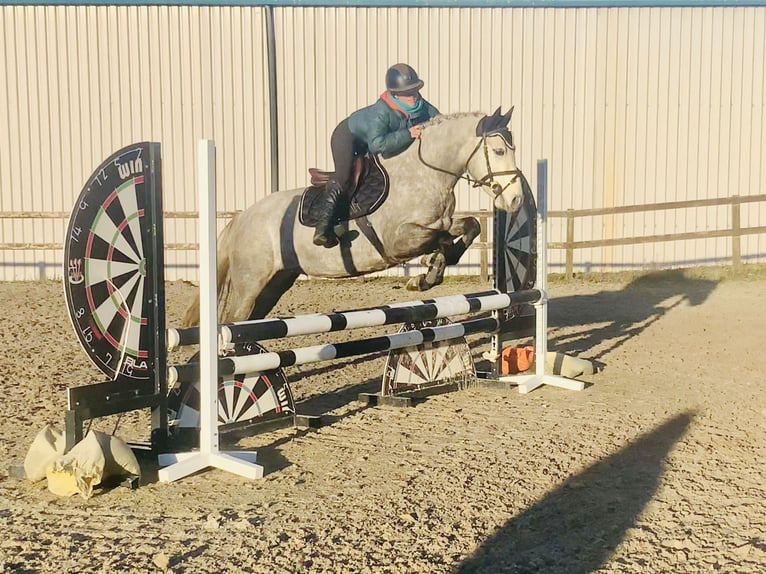 Connemara Mare 5 years 14,1 hh Grey in Mountrath