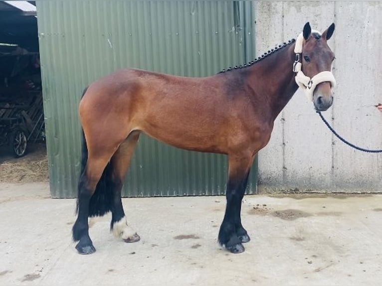 Connemara Mare 5 years 14,2 hh Bay in Sligo