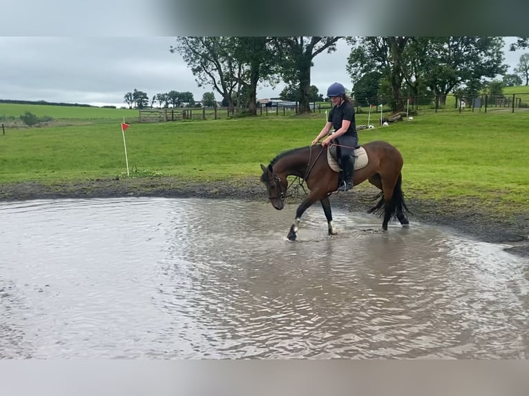Connemara Mare 5 years 14,2 hh Bay in Sligo