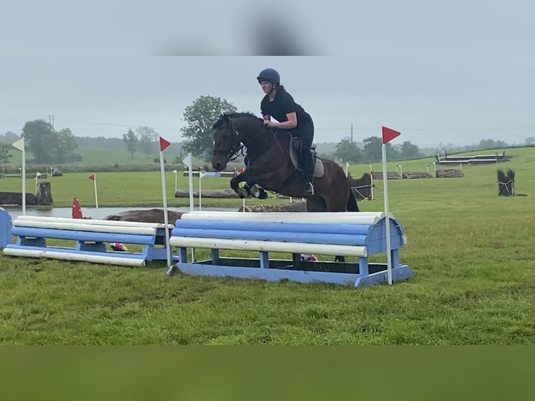 Connemara Mare 5 years 14,2 hh Bay in Sligo
