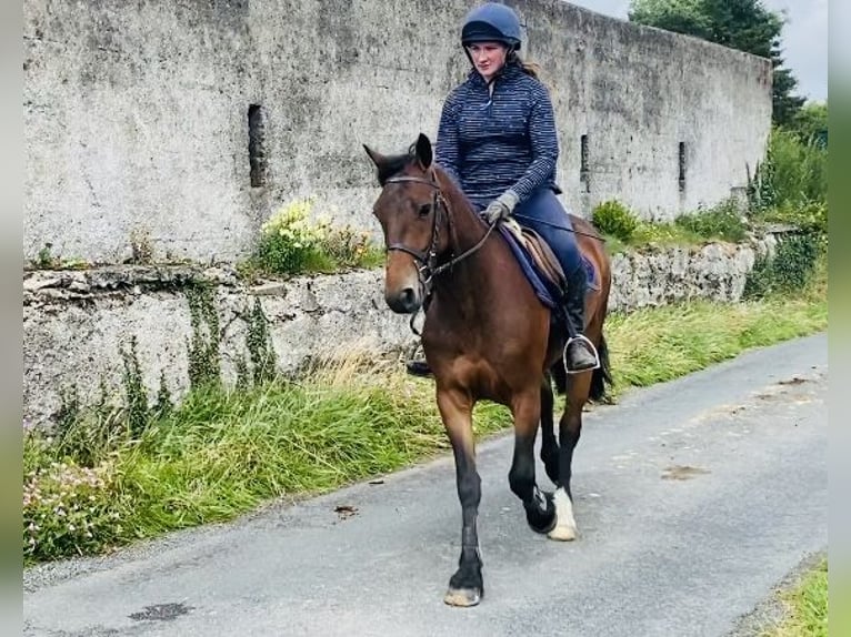 Connemara Mare 5 years 14,2 hh Bay in Sligo