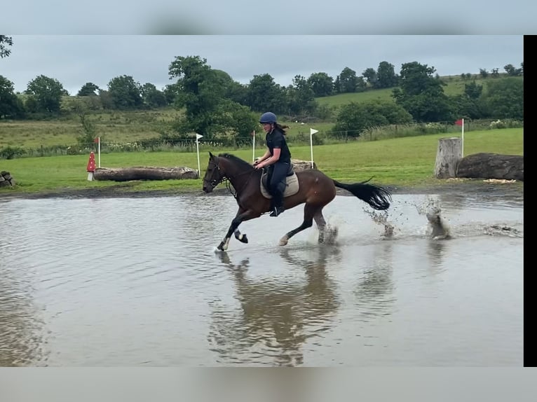 Connemara Mare 5 years 14,2 hh Bay in Sligo