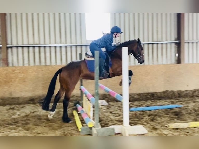 Connemara Mare 5 years 14,2 hh Bay in Sligo
