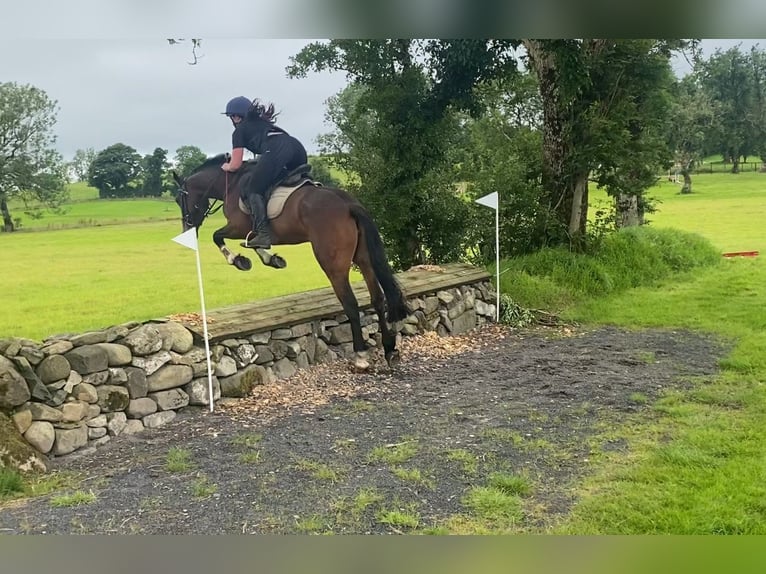 Connemara Mare 5 years 14,2 hh Bay in Sligo
