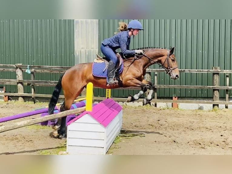 Connemara Mare 5 years 14,2 hh Bay in Sligo