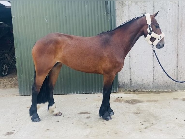 Connemara Mare 5 years 14,2 hh Bay in Sligo