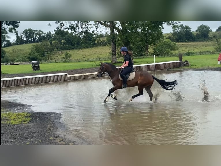 Connemara Mare 5 years 14,2 hh Bay in Sligo