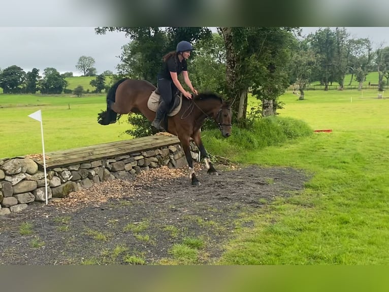 Connemara Mare 5 years 14,2 hh Bay in Sligo