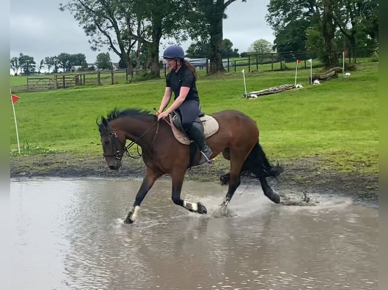 Connemara Mare 5 years 14,2 hh Bay in Sligo