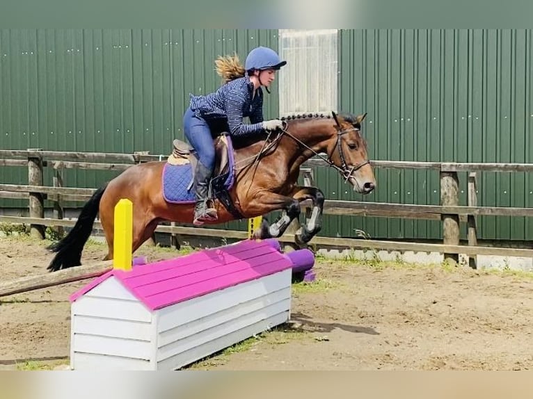 Connemara Mare 5 years 14,2 hh Bay in Sligo
