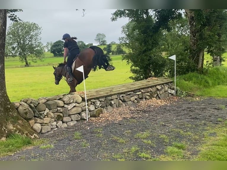 Connemara Mare 5 years 14,2 hh Bay in Sligo
