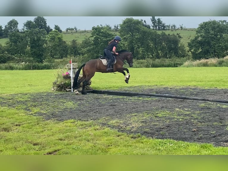 Connemara Mare 5 years 14,2 hh Bay in Sligo