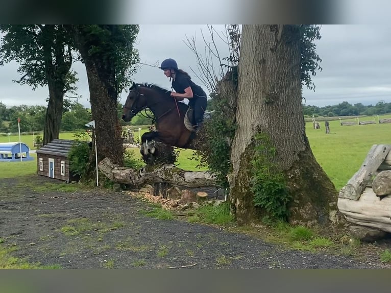 Connemara Mare 5 years 14,2 hh Bay in Sligo
