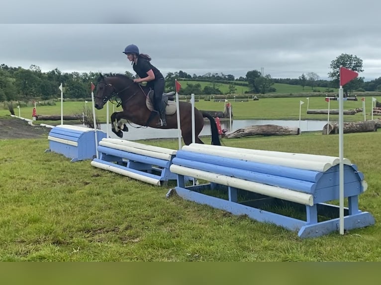 Connemara Mare 5 years 14,2 hh Bay in Sligo