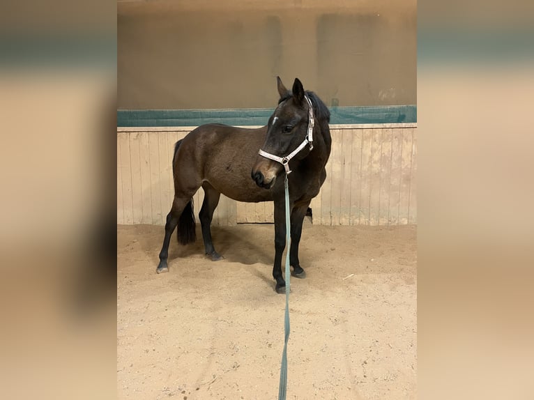 Connemara Mix Mare 5 years 14,2 hh Brown in Creußen
