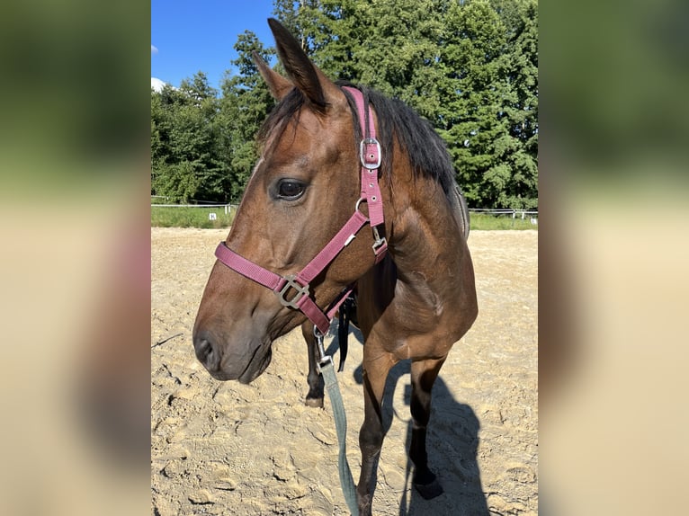 Connemara Mix Mare 5 years 14,2 hh Brown in Creußen