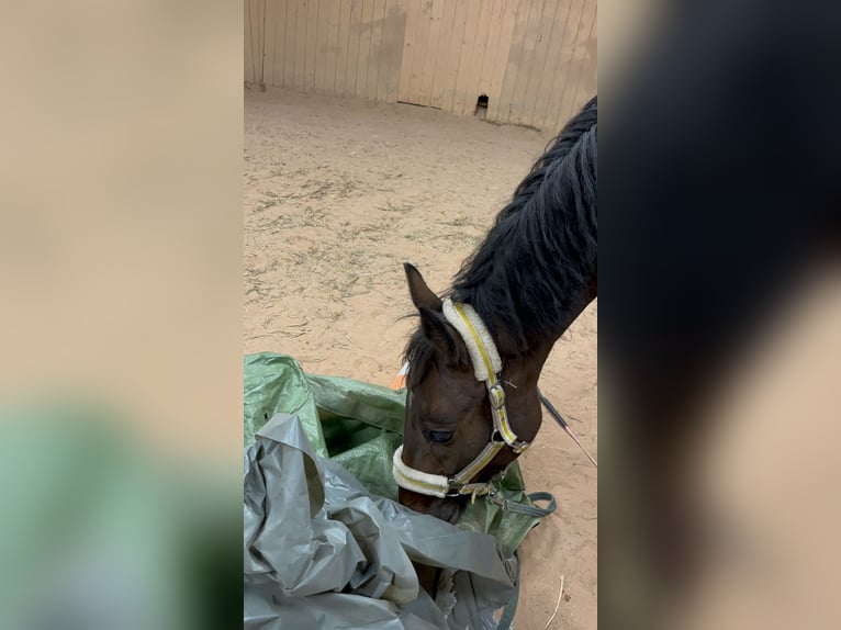 Connemara Mix Mare 5 years 14,2 hh Brown in Creußen