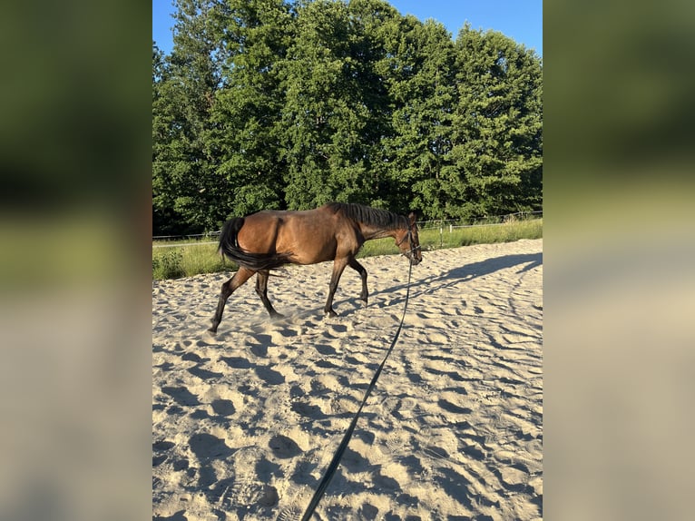Connemara Mix Mare 5 years 14,2 hh Brown in Creußen