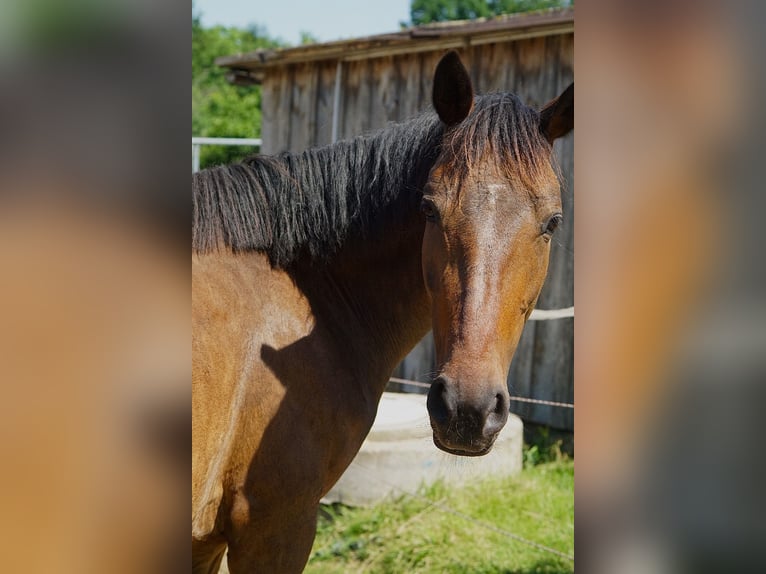 Connemara Mix Mare 5 years 14,2 hh Brown in Creußen